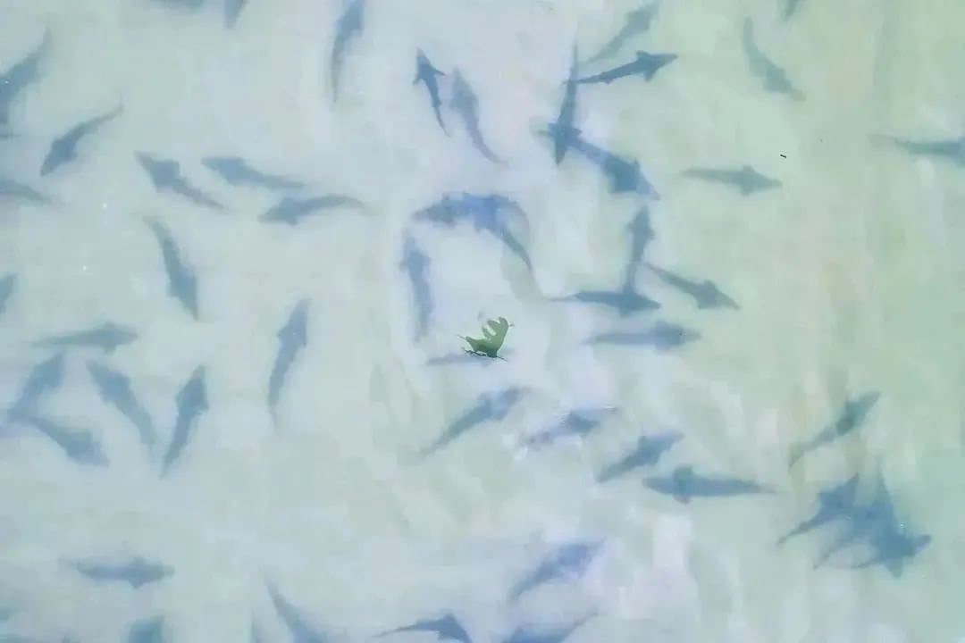 Young sturgeon swimming in a shallow nursery pond