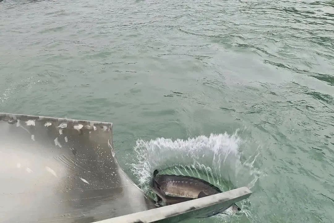 A sturgeon sliding down a chute into a new pond