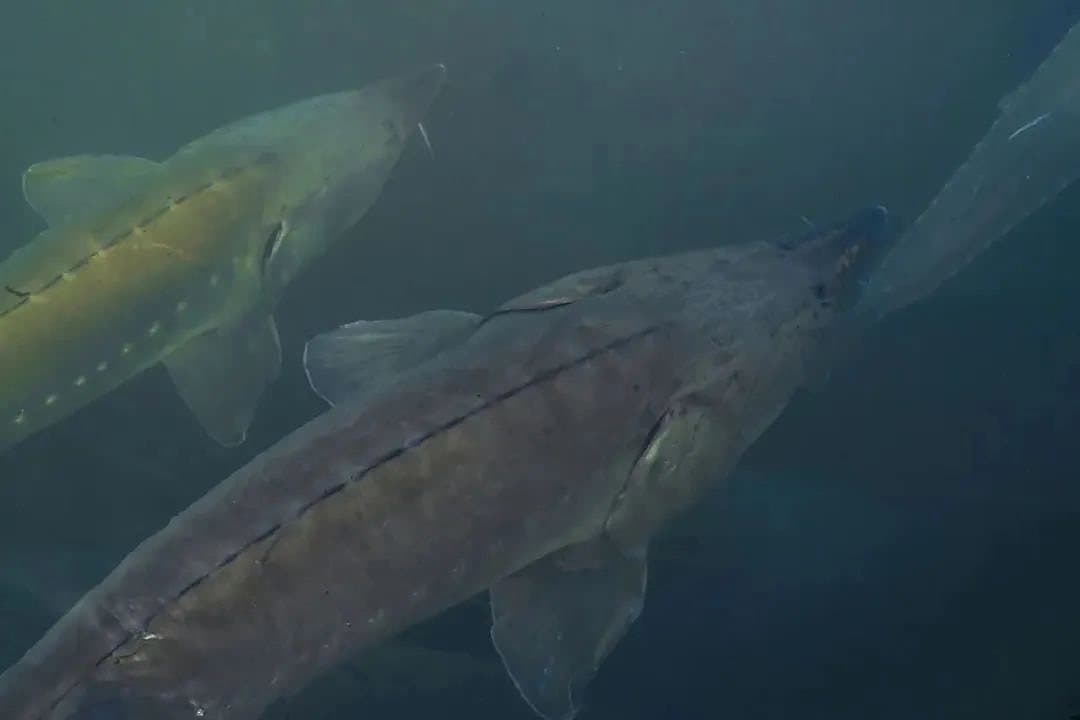 Two large sturgeon swimming underwater